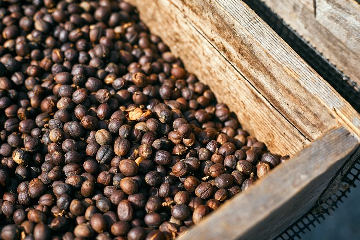 Prospek Berbisnis Kopi