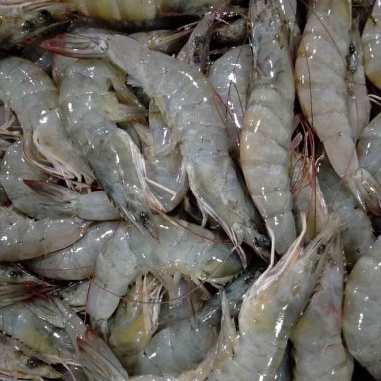 Potensi Industri Udang Nusantara